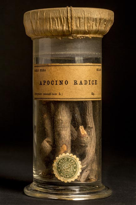 APOCINO - radice